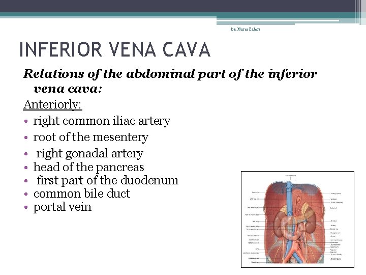 Dr. Maria Zahiri INFERIOR VENA CAVA Relations of the abdominal part of the inferior