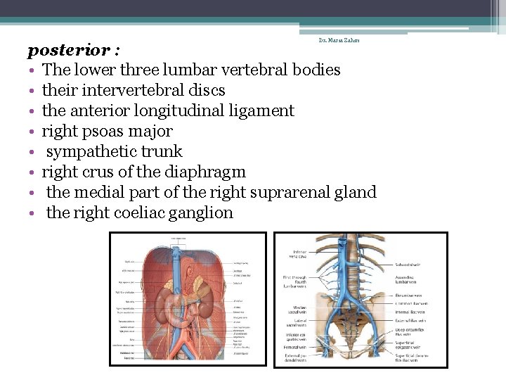 Dr. Maria Zahiri posterior : • The lower three lumbar vertebral bodies • their