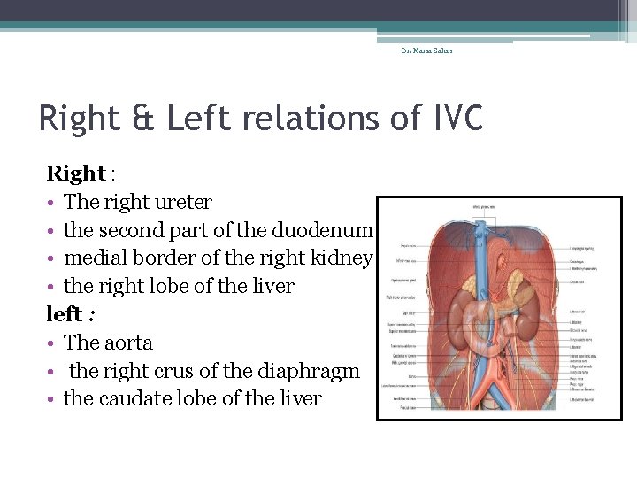 Dr. Maria Zahiri Right & Left relations of IVC Right : • The right