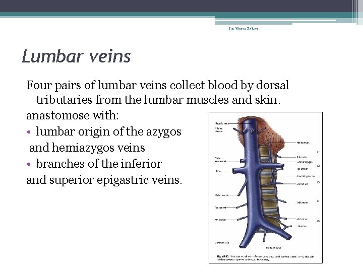 Dr. Maria Zahiri Lumbar veins Four pairs of lumbar veins collect blood by dorsal