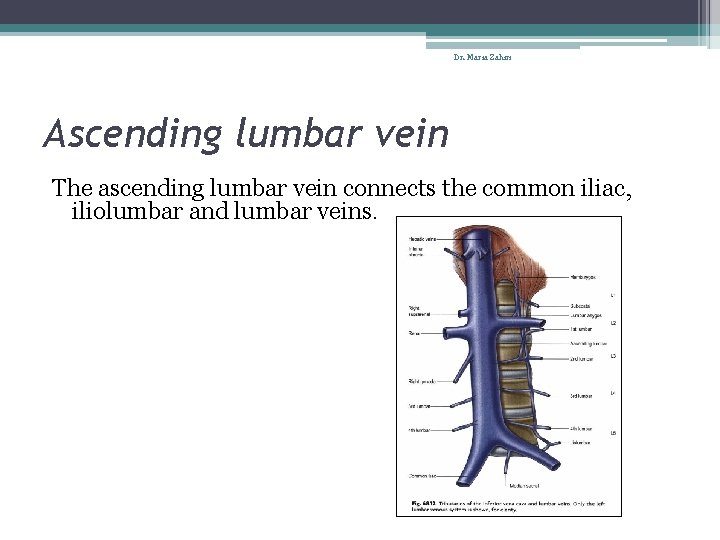 Dr. Maria Zahiri Ascending lumbar vein The ascending lumbar vein connects the common iliac,