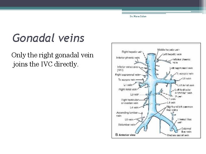 Dr. Maria Zahiri Gonadal veins Only the right gonadal vein joins the IVC directly.
