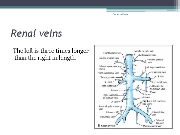 Dr. Maria Zahiri Renal veins The left is three times longer than the right
