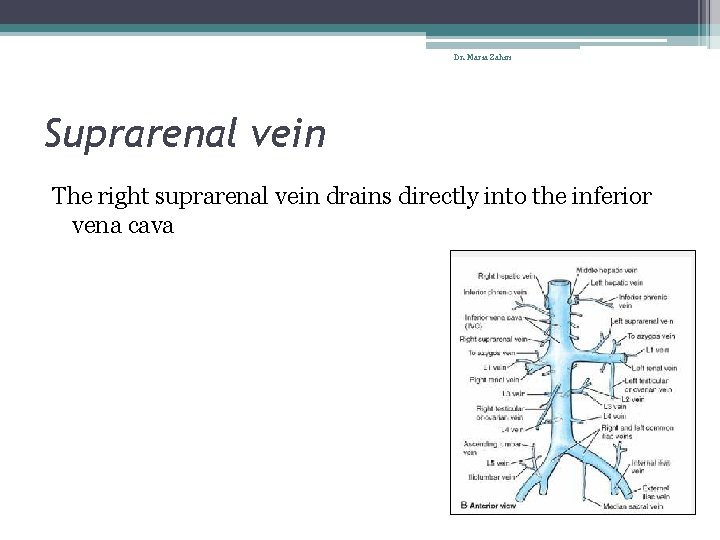 Dr. Maria Zahiri Suprarenal vein The right suprarenal vein drains directly into the inferior