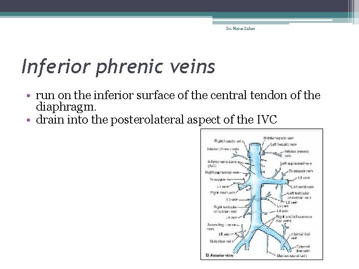 Dr. Maria Zahiri Inferior phrenic veins • run on the inferior surface of the