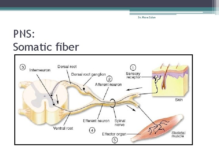 Dr. Maria Zahiri PNS: Somatic fiber 
