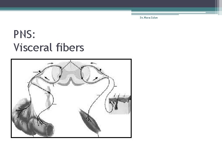 Dr. Maria Zahiri PNS: Visceral fibers 