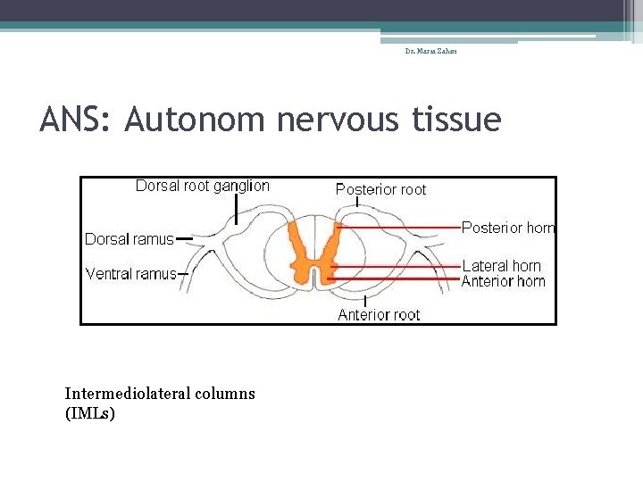 Dr. Maria Zahiri ANS: Autonom nervous tissue Intermediolateral columns (IMLs) 