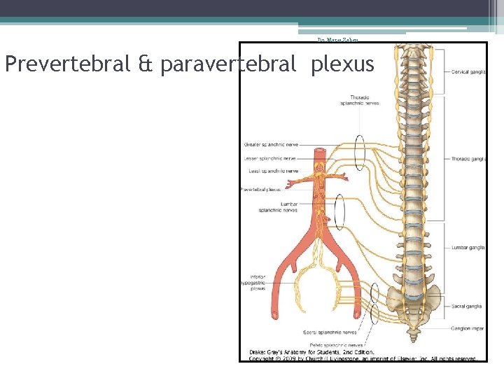 Dr. Maria Zahiri Prevertebral & paravertebral plexus 