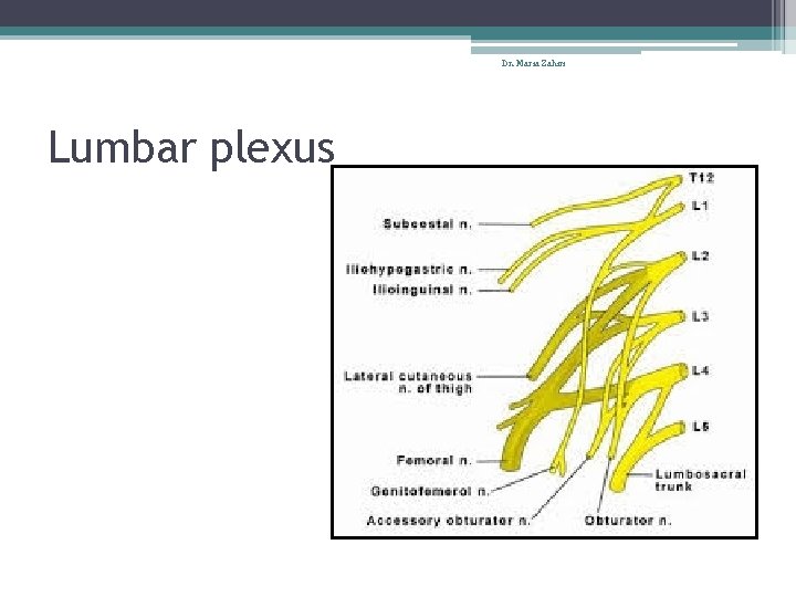 Dr. Maria Zahiri Lumbar plexus 