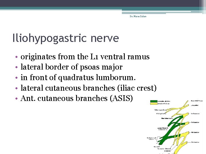 Dr. Maria Zahiri Iliohypogastric nerve • • • originates from the L 1 ventral