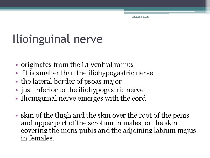 Dr. Maria Zahiri Ilioinguinal nerve • • • originates from the L 1 ventral