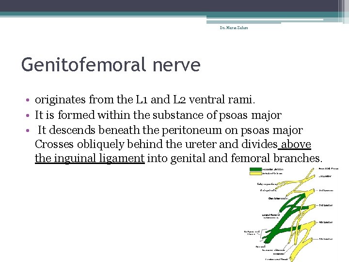 Dr. Maria Zahiri Genitofemoral nerve • originates from the L 1 and L 2