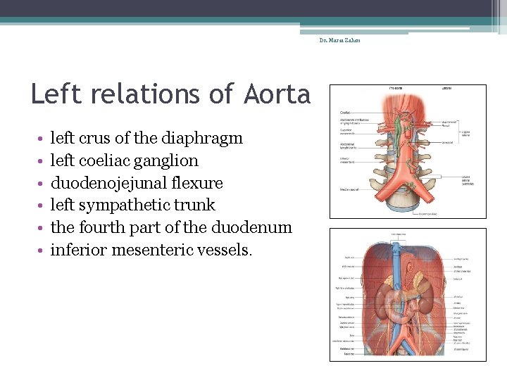 Dr. Maria Zahiri Left relations of Aorta • • • left crus of the