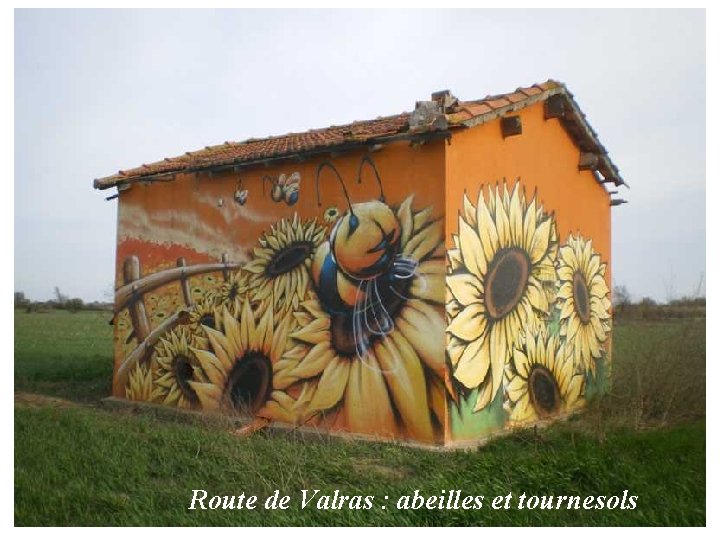 Route de Valras : abeilles et tournesols 