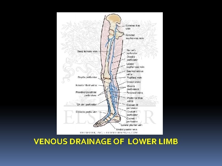 VENOUS DRAINAGE OF LOWER LIMB 