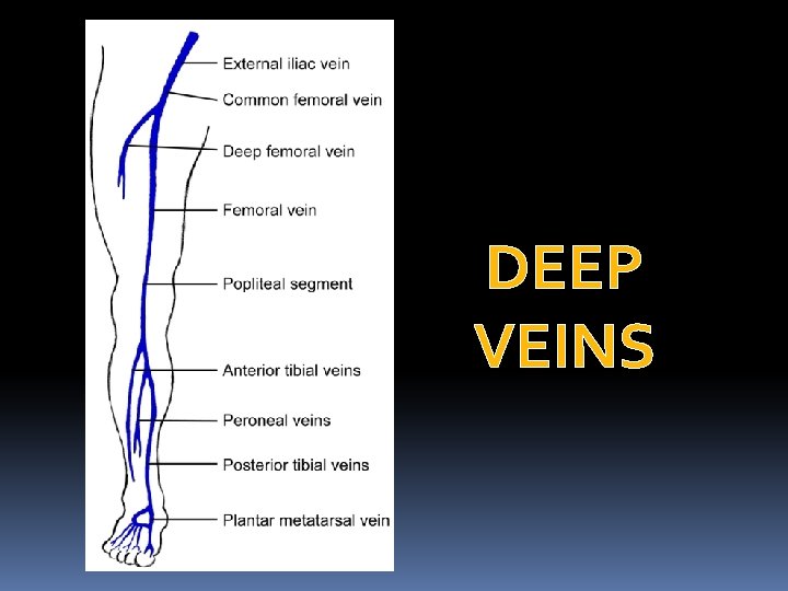 DEEP VEINS 