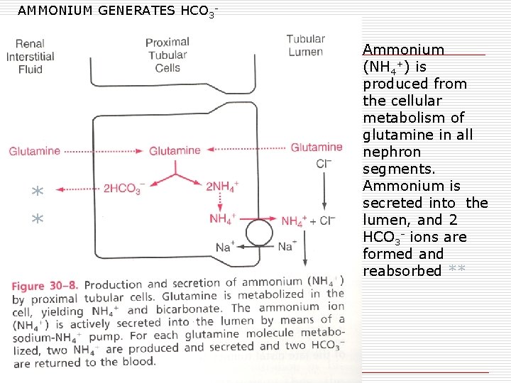 AMMONIUM GENERATES HCO 3 - * * Ammonium (NH 4+) is produced from the