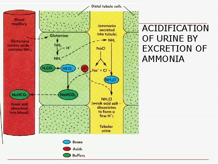 ACIDIFICATION OF URINE BY EXCRETION OF AMMONIA 