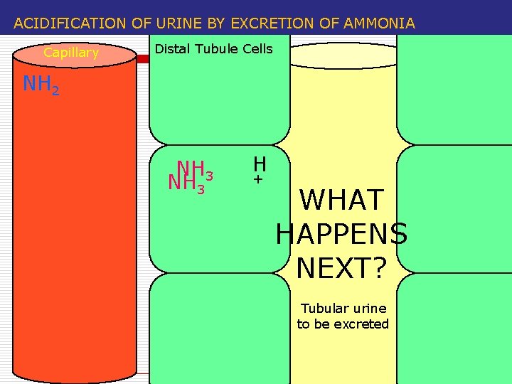 ACIDIFICATION OF URINE BY EXCRETION OF AMMONIA Capillary Distal Tubule Cells NH 2 NH