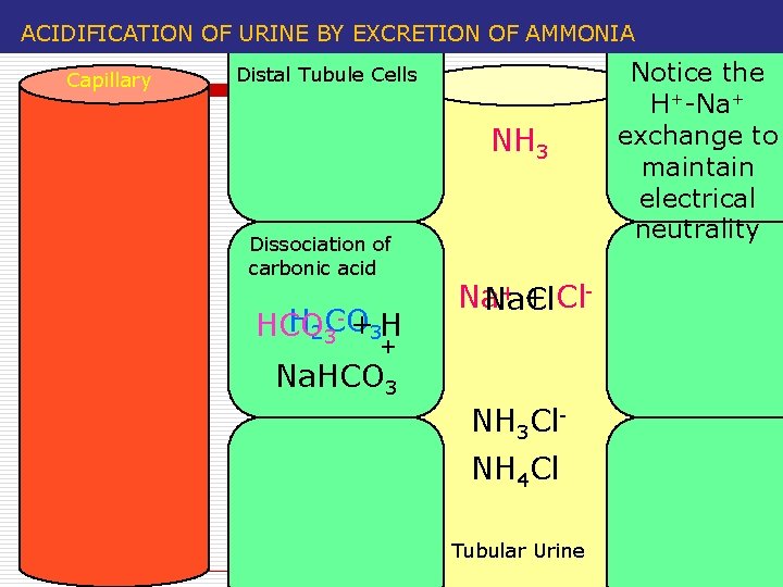 ACIDIFICATION OF URINE BY EXCRETION OF AMMONIA Capillary Distal Tubule Cells NH 3 Dissociation