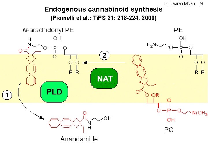 Endogenous cannabinoid synthesis (Piomelli et al. : Ti. PS 21: 218 -224. 2000) Dr.