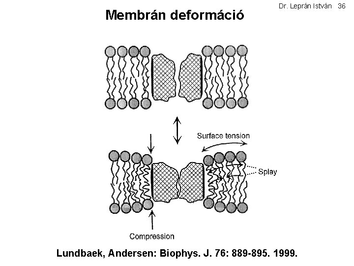 Membrán deformáció Dr. Leprán István 36 Lundbaek, Andersen: Biophys. J. 76: 889 -895. 1999.
