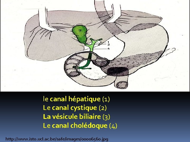 les-voies-biliaires-extrahpatiques-les-voies-biliaires-extrahpatiques