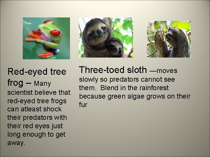 Red-eyed tree frog – Many scientist believe that red-eyed tree frogs can atleast shock