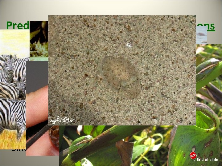 Predator adaptations Prey adaptations • Claws • Speed • Teeth • Camouflage • Speed