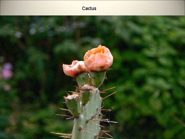 Cactus 