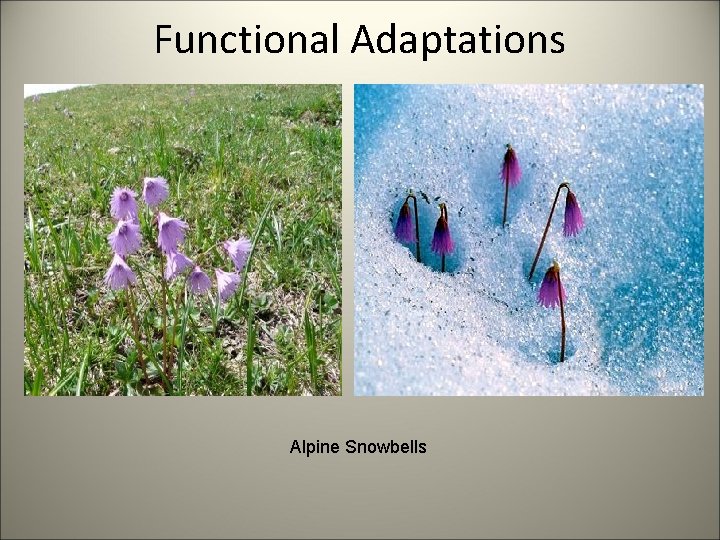 Functional Adaptations Alpine Snowbells 