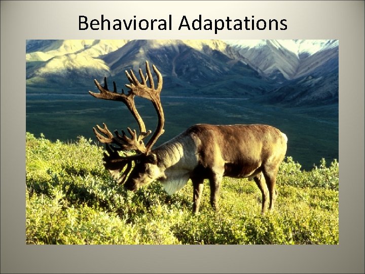 Behavioral Adaptations 