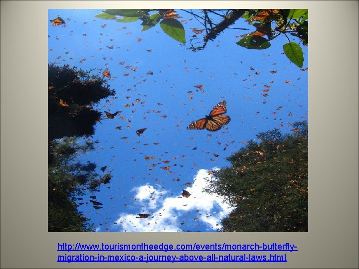 http: //www. tourismontheedge. com/events/monarch-butterflymigration-in-mexico-a-journey-above-all-natural-laws. html 