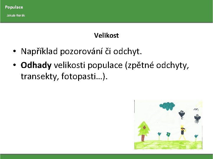 Populace Jakub Horák Velikost • Například pozorování či odchyt. • Odhady velikosti populace (zpětné