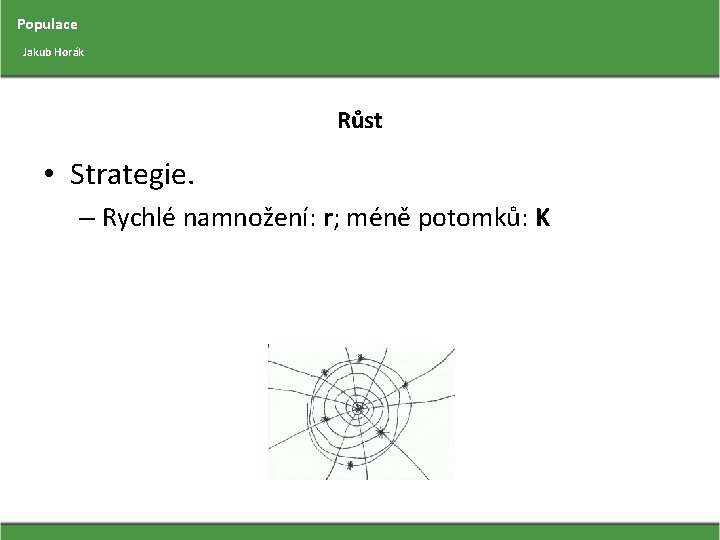 Populace Jakub Horák Růst • Strategie. – Rychlé namnožení: r; méně potomků: K 