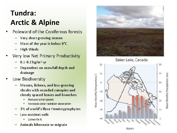 Tundra: Arctic & Alpine • Poleward of the Coniferous forests – Very short growing