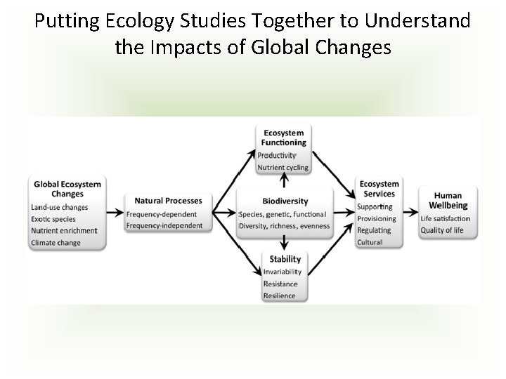 Putting Ecology Studies Together to Understand the Impacts of Global Changes 