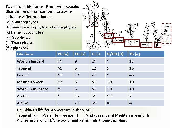 Raunkiaer's life forms. Plants with specific distribution of dormant buds are better suited to