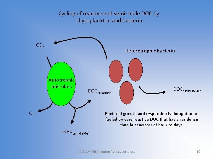 Cycling of reactive and semi-labile DOC by phytoplankton and bacteria CO 2 Heterotrophic bacteria