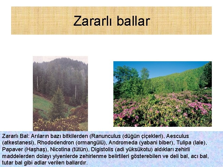 Zararlı ballar Zararlı Bal: Arıların bazı bitkilerden (Ranunculus (düğün çiçekleri), Aesculus (atkestanesi), Rhododendron (ormangülü),