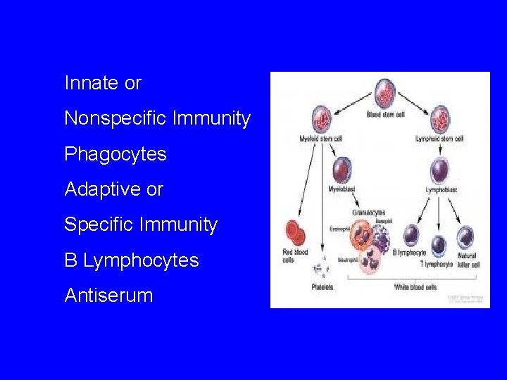 Immunology Innate Adaptive Immunity Specificity Memory Tolerance Blood