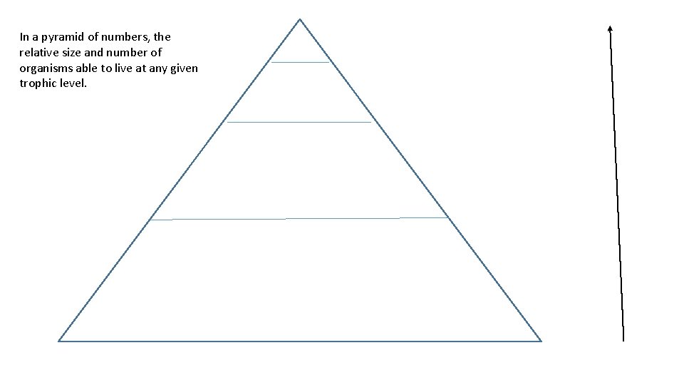 In a pyramid of numbers, the relative size and number of organisms able to