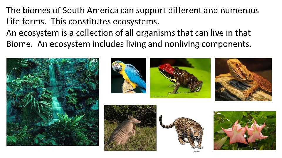 The biomes of South America can support different and numerous Life forms. This constitutes