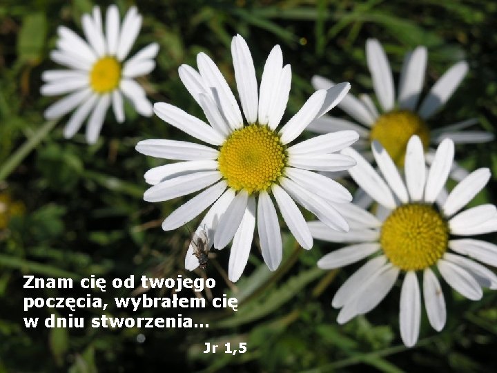 Znam cię od twojego poczęcia, wybrałem cię w dniu stworzenia… Jr 1, 5 