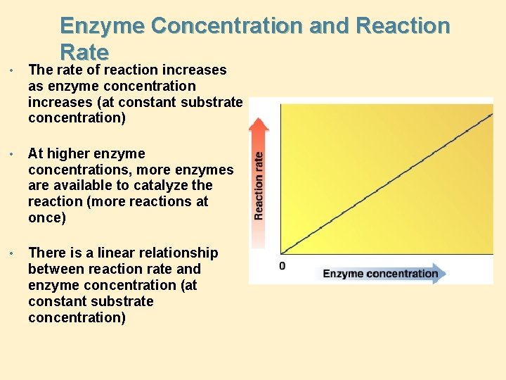 Enzyme Concentration and Reaction Rate • The rate of reaction increases as enzyme concentration