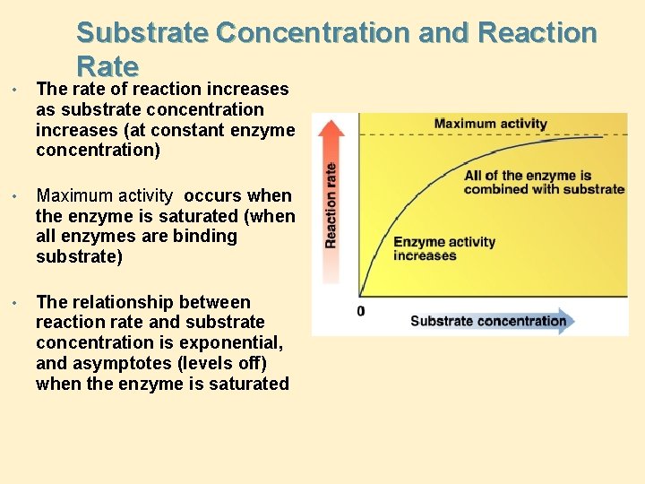 Substrate Concentration and Reaction Rate • The rate of reaction increases as substrate concentration