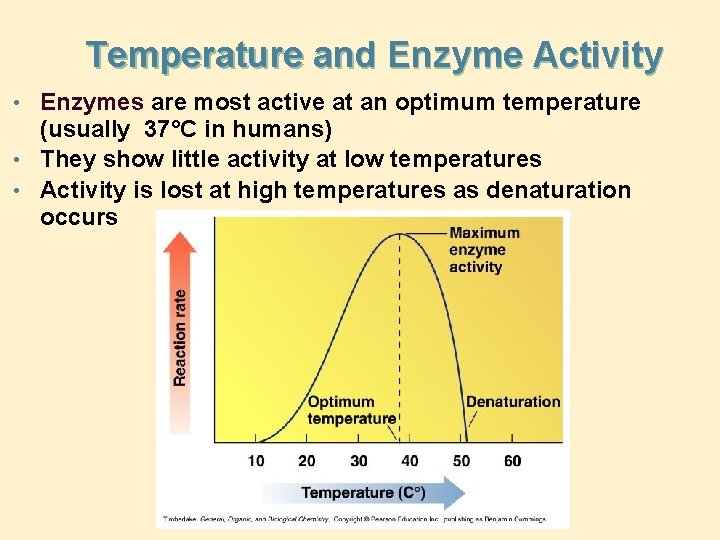 Temperature and Enzyme Activity • Enzymes are most active at an optimum temperature (usually