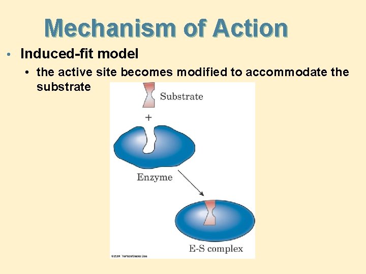 Mechanism of Action • Induced-fit model • the active site becomes modified to accommodate