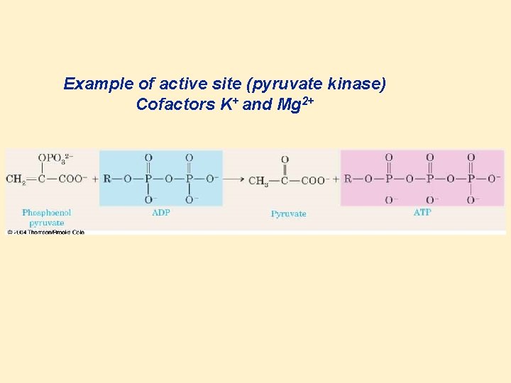 Example of active site (pyruvate kinase) Cofactors K+ and Mg 2+ 